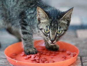 Imagen de sitio: Pet Care