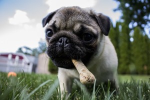 Imagen de sitio: Pet Care