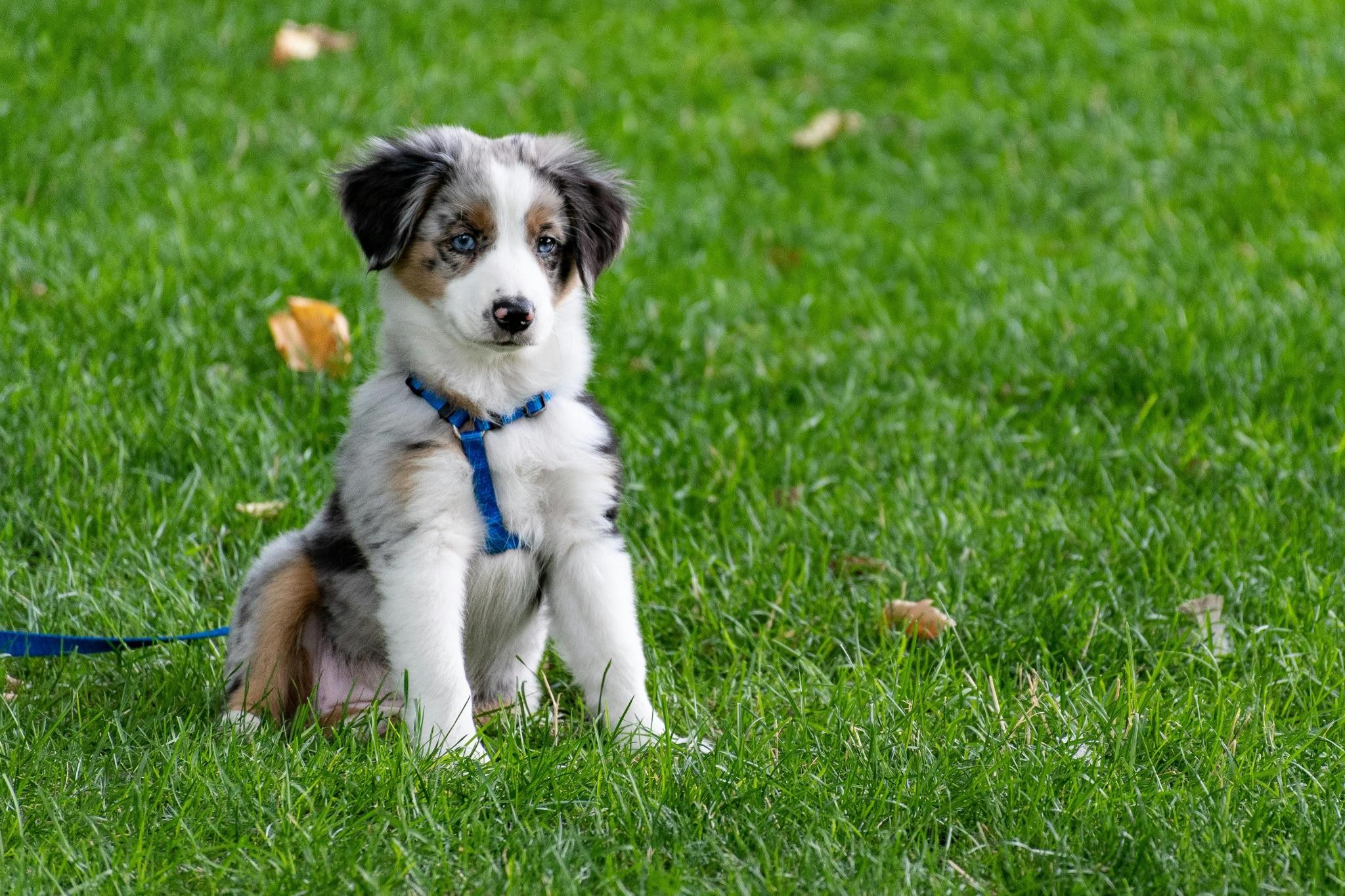 Accesorios para perros