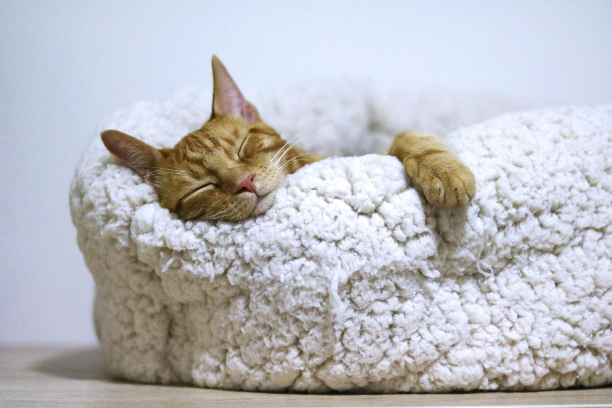 Accesorios para gatos