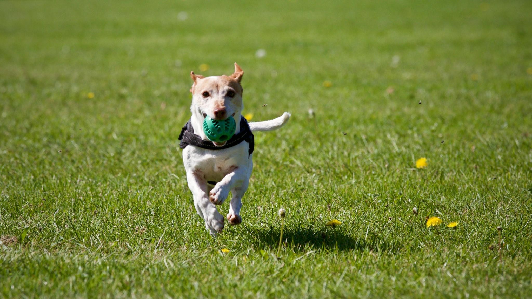 Juguetes para perros